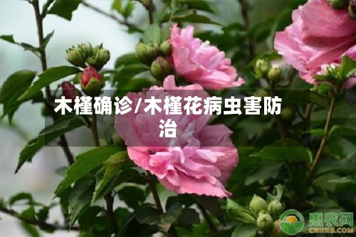 木槿确诊/木槿花病虫害防治