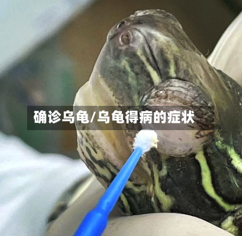 确诊乌龟/乌龟得病的症状