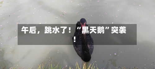 午后，跳水了！“黑天鹅	”突袭！-第1张图片